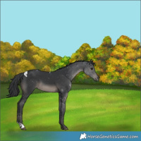 Horse Color:Black Tobiano 