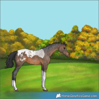 Horse Color:Brown Tobiano Blanket