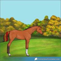Horse Color:Painted Bay Tobiano 