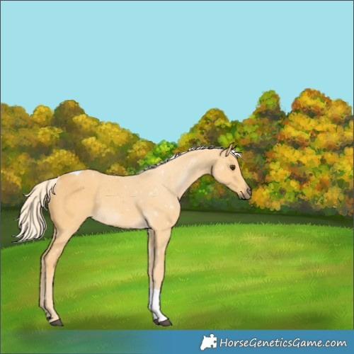 Horse Color:Palomino Tobiano 