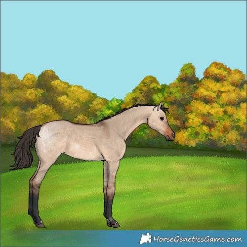 Horse Color:Bay Dun 