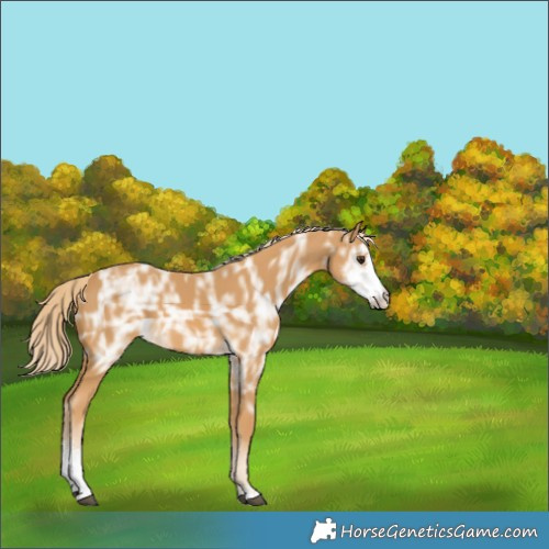 Horse Color:Palomino Ice Sabino 