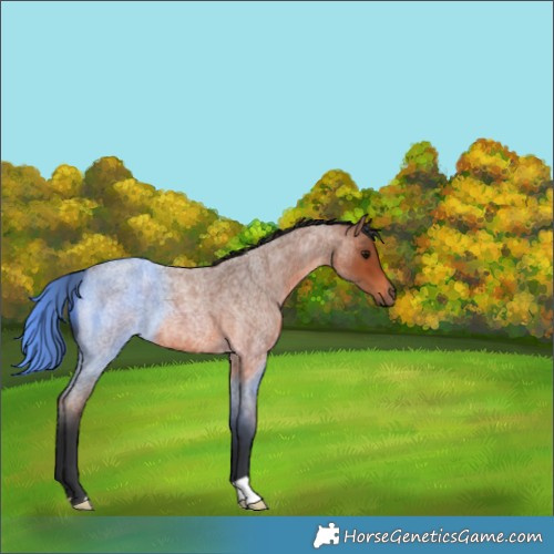 Horse Color:Bay Roan 
