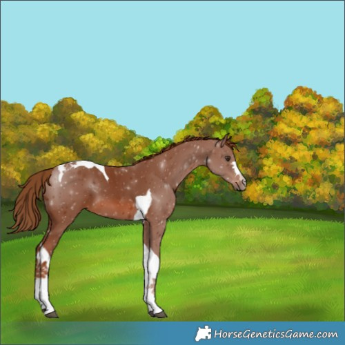 Horse Color:Chestnut Tobiano