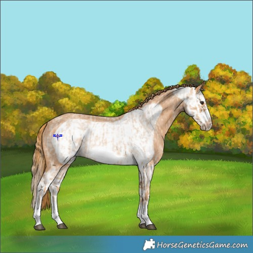 Horse Color:Red Roan Splash Frame  and Red Roan Splash Frame Rabicano 