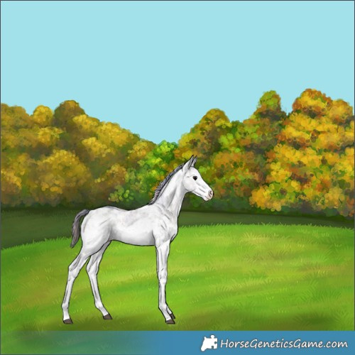 Horse Color:Nacre White Spotted Brown Sabino 