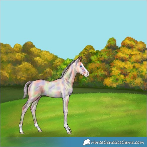 Horse Color:Nacre Gold Cream Champagne Dun Splash 