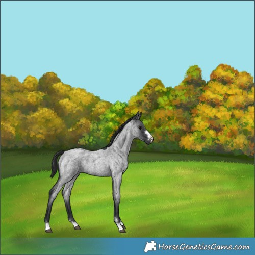 Horse Color:Blue Roan 