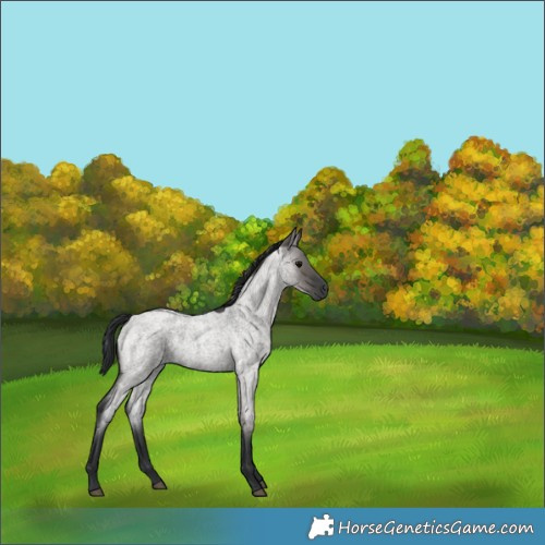 Horse Color:Grullo Roan Rabicano 