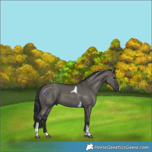 Horse Color:Grullo Tobiano 