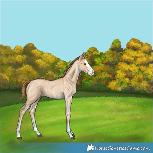 Horse Color:White Spotted Red Dun Roan Splash 