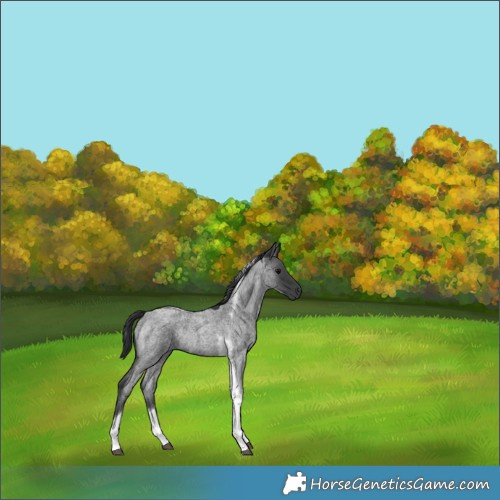 Horse Color:Blue Roan Tobiano Rabicano 