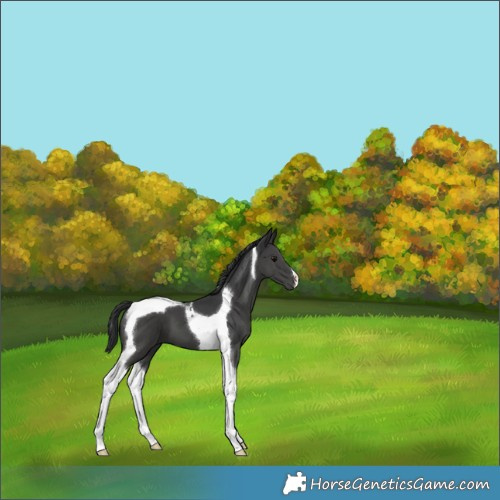 Horse Color:Black Tobiano 