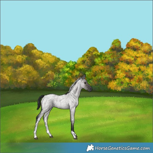 Horse Color:Grullo Roan Tobiano 