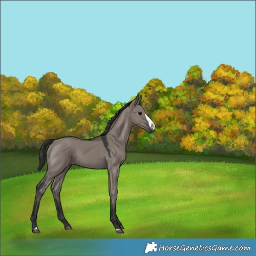 Horse Color:Grullo Frame 