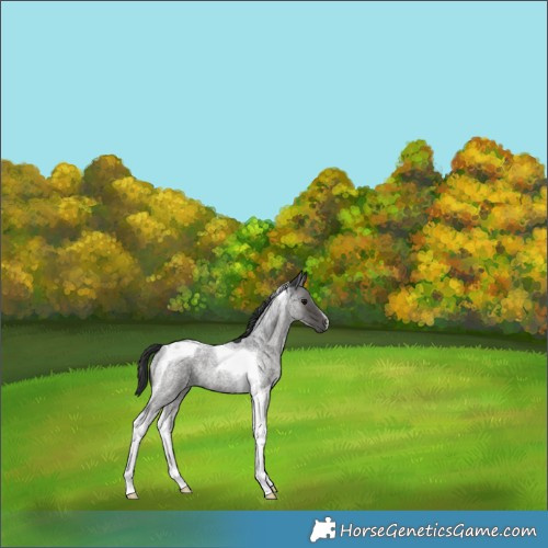 Horse Color:Blue Roan Tobiano 