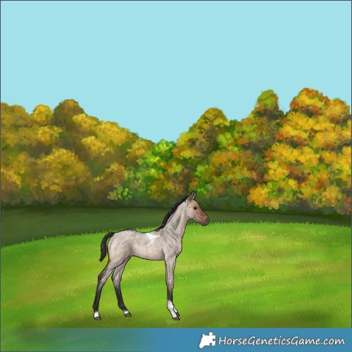 Horse Color:Brown Roan Dun Tobiano Rabicano 