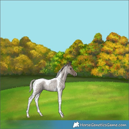 Horse Color:Silver Blue Roan Tobiano 