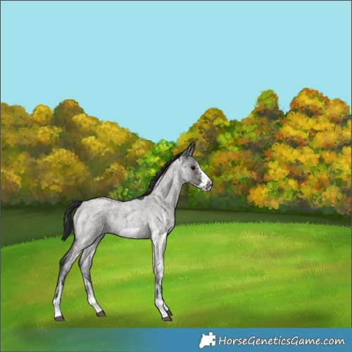 Horse Color:White Spotted Grullo Roan Frame 