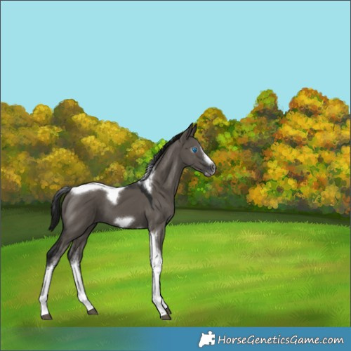 Horse Color:Gray Grullo Tobiano Frame 