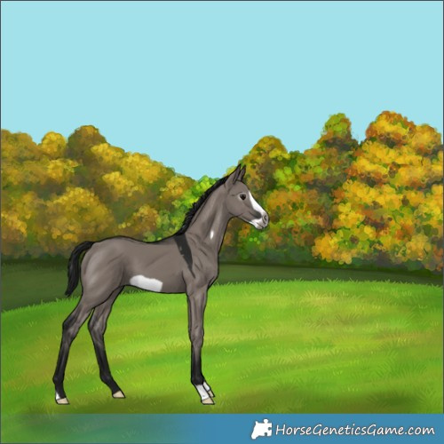 Horse Color:Gray Grullo Frame 