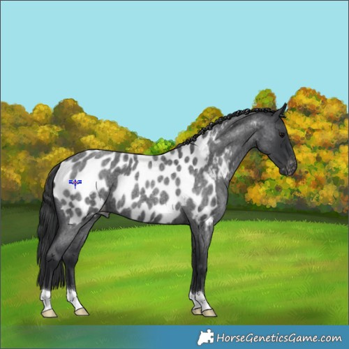 Horse Color:Blue Roan Appaloosa 
