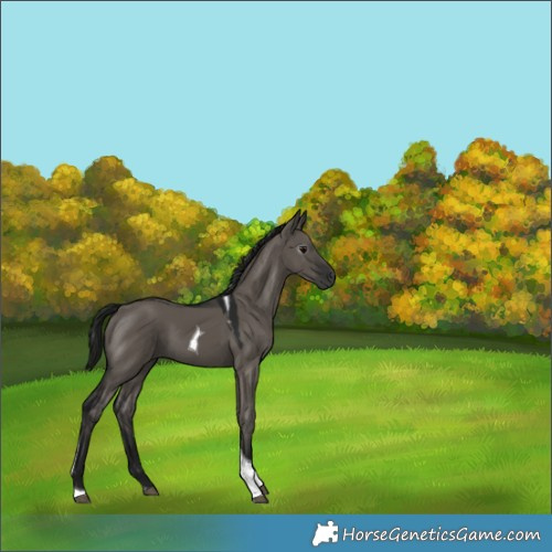 Horse Color:Gray Grullo Tobiano 