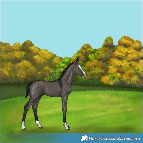 Horse Color:Gray Grullo Splash 