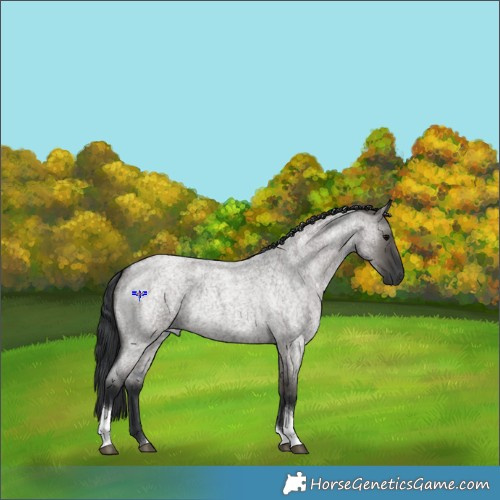Horse Color:Grullo Roan Tobiano 