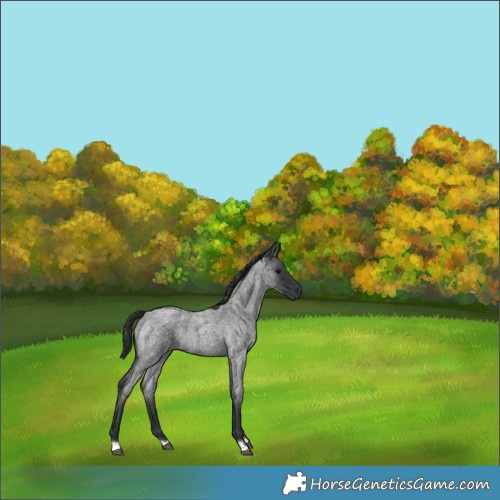 Horse Color:Blue Roan 