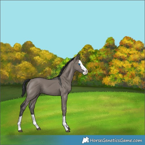 Horse Color:Grullo Splash 