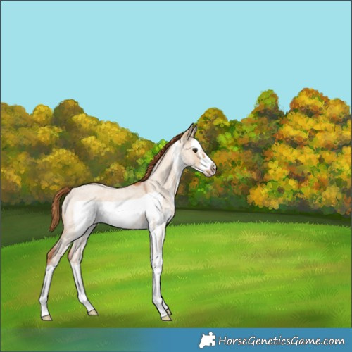 Horse Color:White Spotted Red Dun Roan Splash Frame 