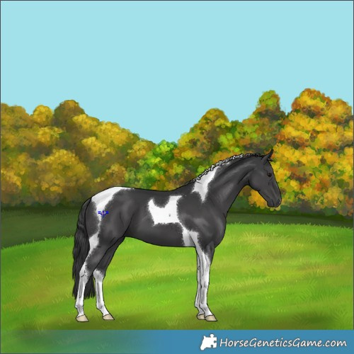 Horse Color:Black Tobiano 