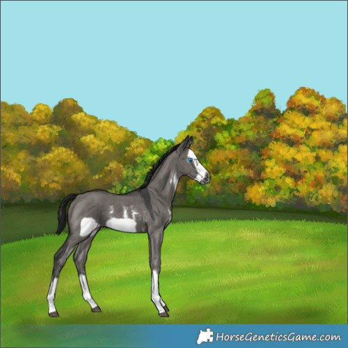 Horse Color:Gray Grullo Sabino Splash Frame 