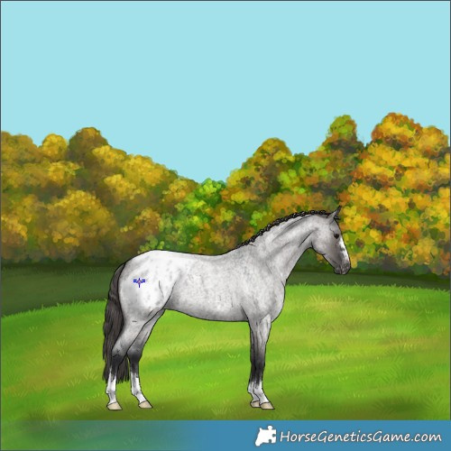 Horse Color:Grullo Roan Appaloosa 