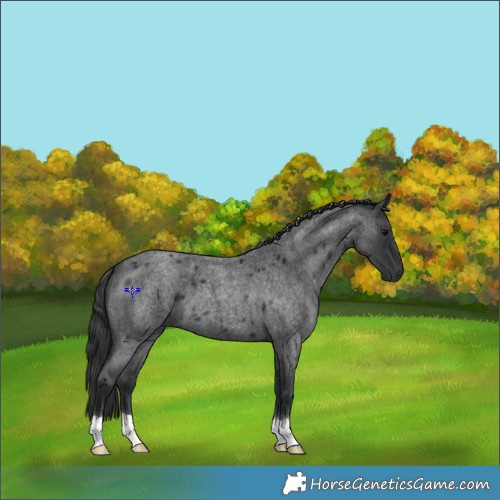 Horse Color:Blue Roan 