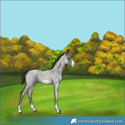 Horse Color:White Spotted Grullo Roan Frame 
