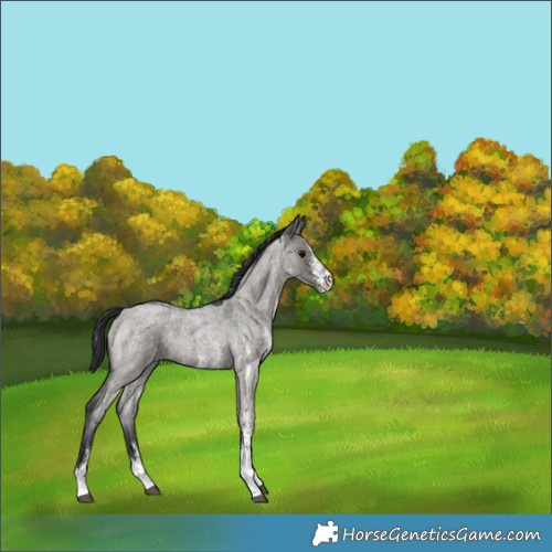 Horse Color:White Spotted Grullo Roan 