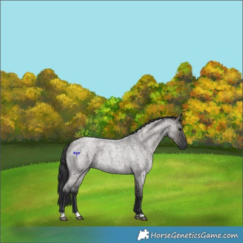 Horse Color:Grullo Roan 