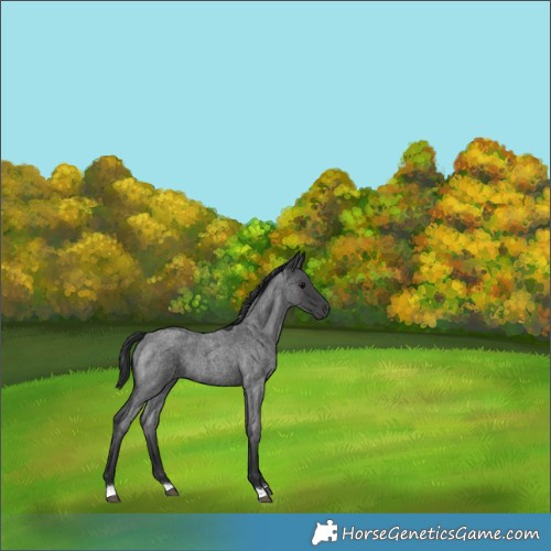 Horse Color:Blue Roan 