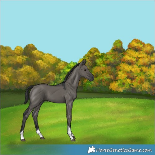 Horse Color:Grullo Tobiano 