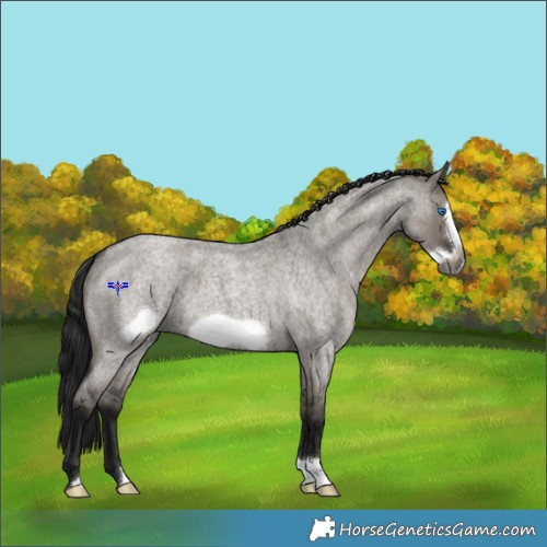 Horse Color:Gray Grullo Roan Frame 