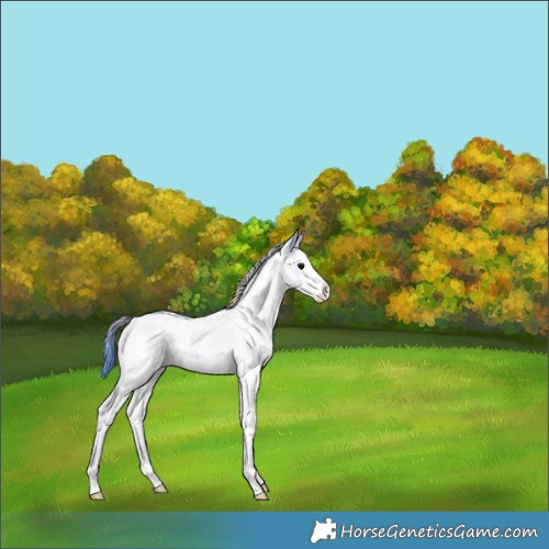 Horse Color:Nacre Watercolor White Spotted Black Splash 