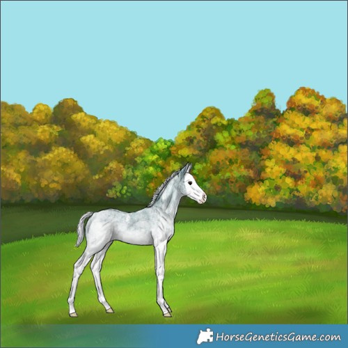 Horse Color:Watercolor White Spotted Silver Black Ice Splash 