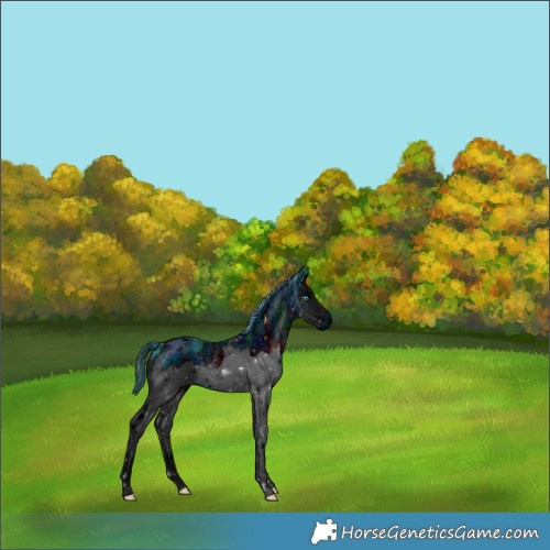 Horse Color:ERROR: UNKNOWN ANOMALY