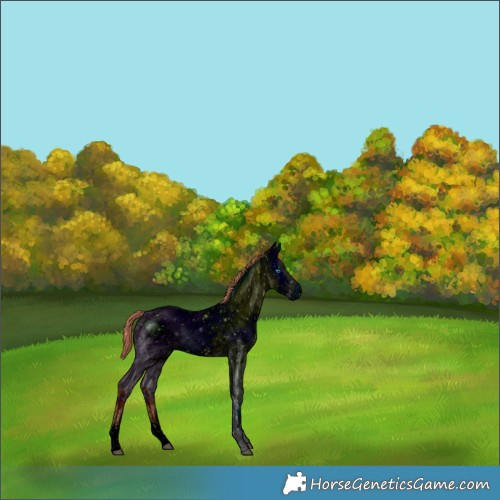 Horse Color:ERROR: UNKNOWN ANOMALY