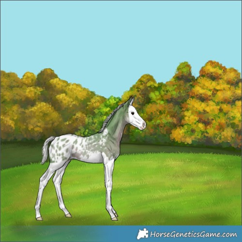 Horse Color:Watercolor Silver Black Splash Appaloosa 
