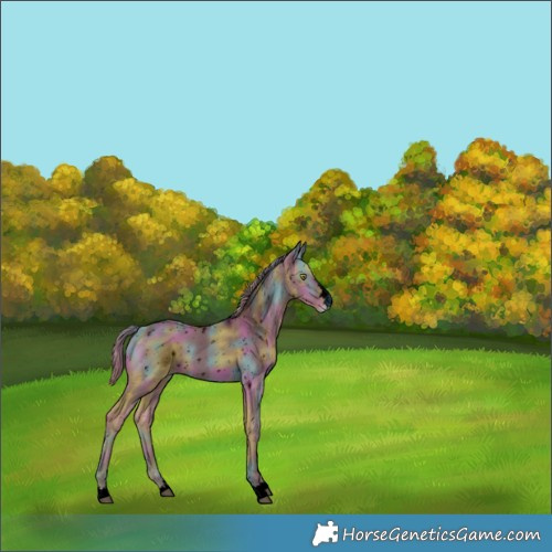 Horse Color:ERROR: UNKNOWN ANOMALY