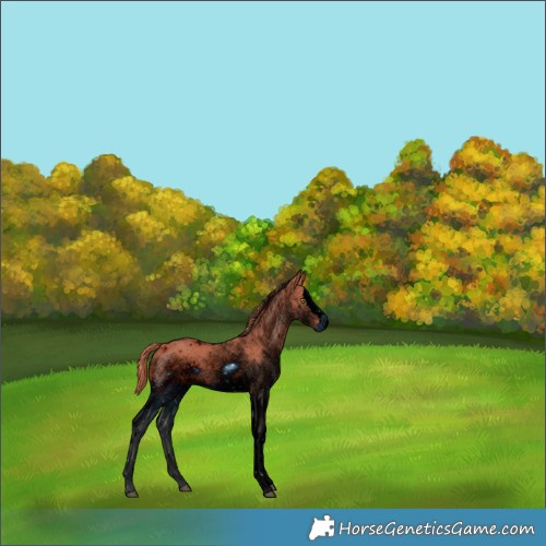 Horse Color:ERROR: UNKNOWN ANOMALY