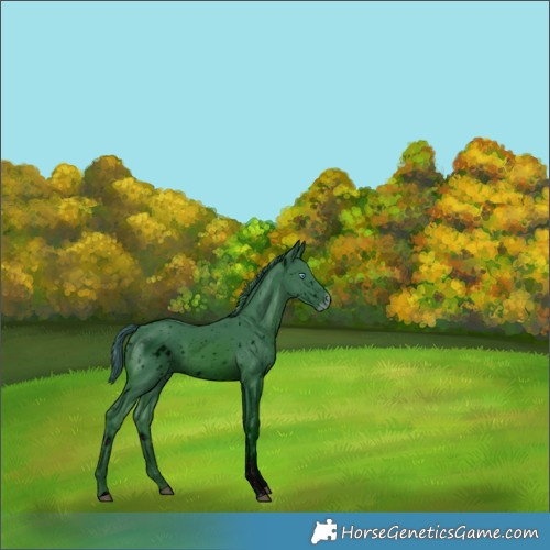 Horse Color:ERROR: UNKNOWN ANOMALY